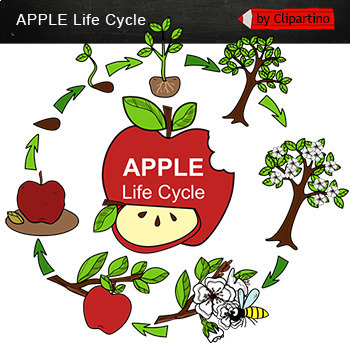 life cycle of an apple clipart scholastic