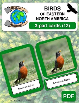 Preview of FREE Birds of Eastern North America