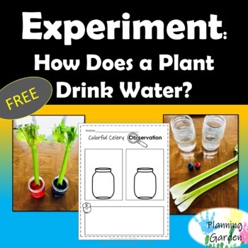 Preview of FREE Celery Experiment. How Does a plant drink water?