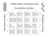 FREE Chart of Amino Acids and Messenger RNA Codons