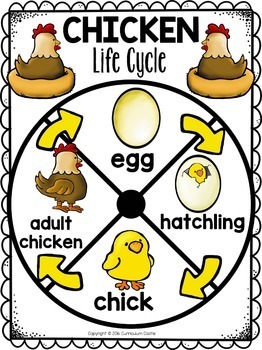 life cycle of a chicken craft