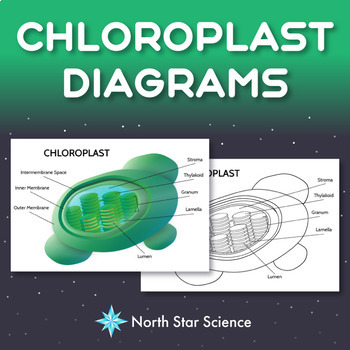 Preview of FREE Chloroplast Diagrams