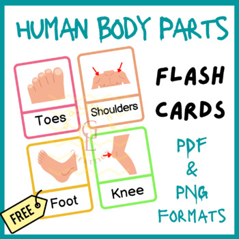 Preview of FREE Colorful Body Parts Flashcard ESL Vocab posters prek 1st 2nd 3rd Primary