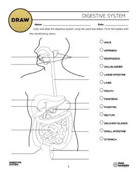 Preview of FREE Digestive System Diagram. Label & Color The Digestive System.