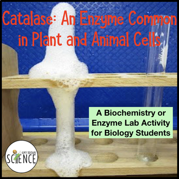 Preview of FREE Enzyme Catalase Lab Activity