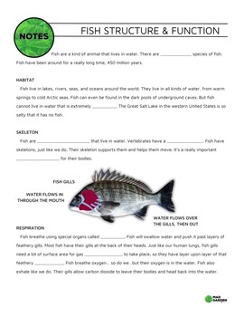 Preview of FREE Fish Structure & Function Guided Notes | Pairs with YT Video | Answer Key