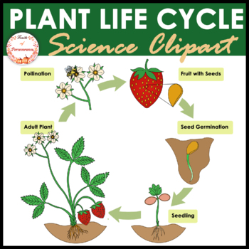Preview of Flowering Plant Life Cycle Clipart FREEBIE