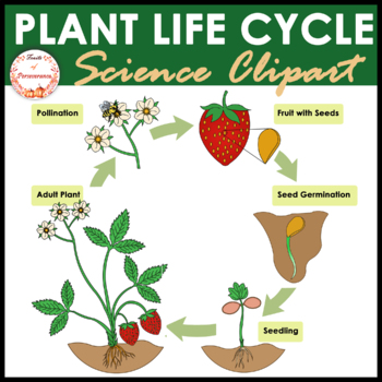 flowering plants with fruits