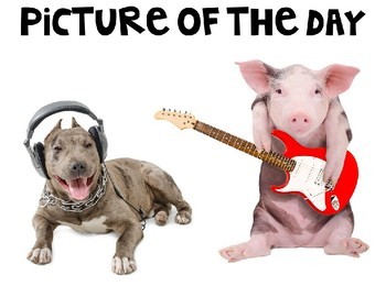 FREE Funny Animals Picture Prompts for Narrative Writing PowerPoint