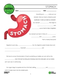 FREE How Does Our Stomach Work Notes with Answer Key. Pairs with YouTube Video
