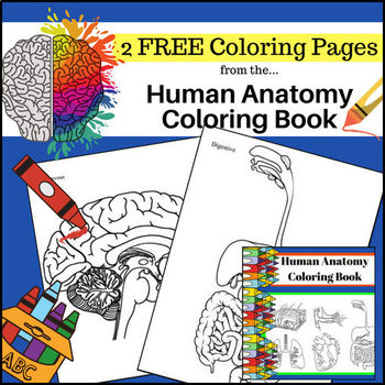 FREE Human Anatomy Coloring Pages by Creations by LAckert | TpT
