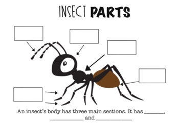 FREE Insect Pack by Veronica Vicente | Teachers Pay Teachers