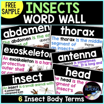 Preview of FREE Insects Word Wall Cards - Insects Body Part Terms for an Insects Unit