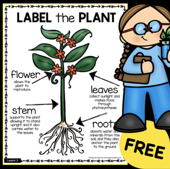 Preview of FREE Label the Plant activity - kindergarten botany - first grade science