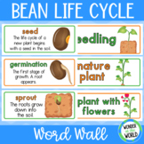FREE Life cycle of a bean plant vocabulary word wall