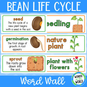 Preview of FREE Life cycle of a bean plant vocabulary word wall