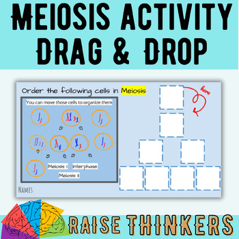 Preview of FREE Meiosis Drag and Drop Digital Activity | HS-LS3-2 Biology Science Resource