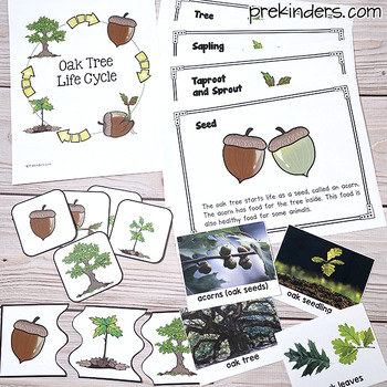 FREE Oak Tree Life Cycle Sequencing Cards by Karen Cox | TpT