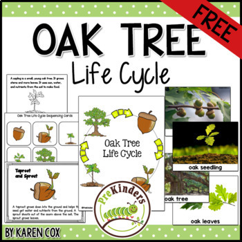 FREE Oak Tree Life Cycle Sequencing Cards by Karen Cox - PreKinders