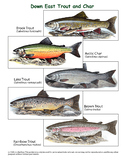 FREE POSTER: Trout and Char of Canada and the USA