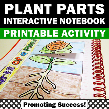 Preview of Parts of a Plant Structure and Function Flower Craft Fun Science Activities