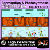 FREE Plant Photosynthesis & Seed Germination Clip Art & GIFs