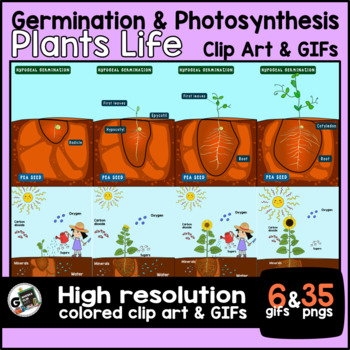 Preview of FREE Plant Photosynthesis & Seed Germination Clip Art & GIFs