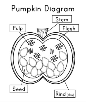 FREE Pumpkin Diagrams by Homegrown Hearts and Minds | TPT
