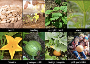 Free Pumpkin Life Cycle Picture Cards How To Grow Pumpkins Poster Activities