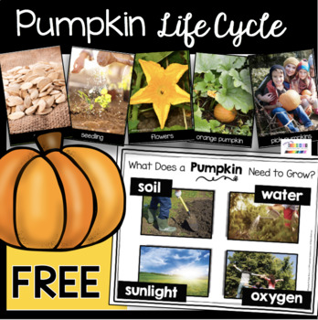 Preview of FREE Pumpkin Life Cycle Picture Cards - How to Grow Pumpkins - Poster Activities