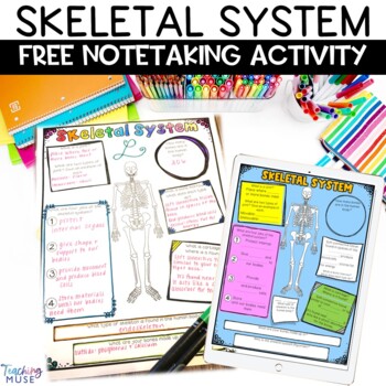 Preview of FREE Skeletal System Activity