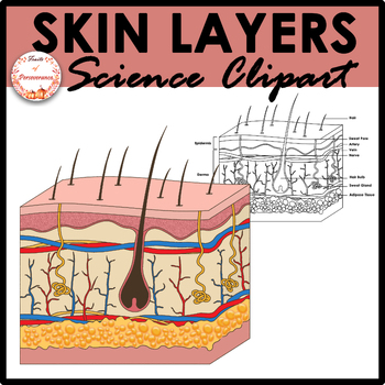 Preview of FREE Skin Layers Clip art | Excretory System Clip art