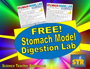 Preview of FREE Stomach Model Digestion Lab