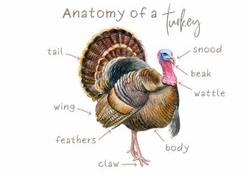 Preview of FREE TURKEY anatomy poster and 2 part vocabulary flash cards of anatomy