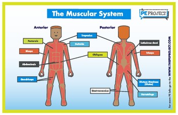 Preview of FREE: The Muscular System Poster - The PE Project