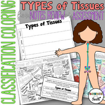 Preview of Types of Tissues in the Human Body Coloring Page Activity Notes or Assessment