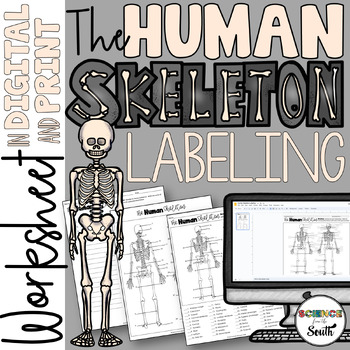 Preview of Skeletal System Labeling Parts of the Human Body Skeleton Worksheet Activity