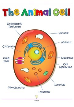 FREEBIE Biology: Animal Cells and Plant Cells Posters with ...