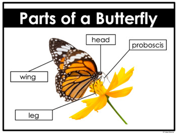 Butterfly Observation Book & Other Printables | TpT