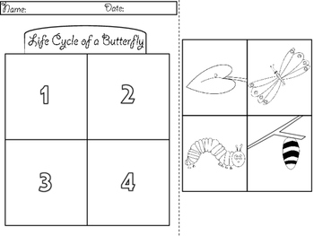 FREEBIE - Frog & Butterfly Life Cycle by Dressed In Sheets | TpT