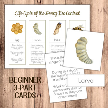 Preview of FREEBIE! Life Cycle of the Bee Beginner 3-Part Cards