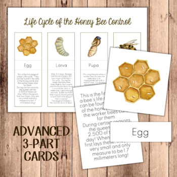 Preview of FREEBIE! Life Cycle of the Honey Bee Advanced 3-Part Cards