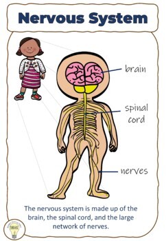 Human Body Systems: Nervous System Interactive Posters | TPT