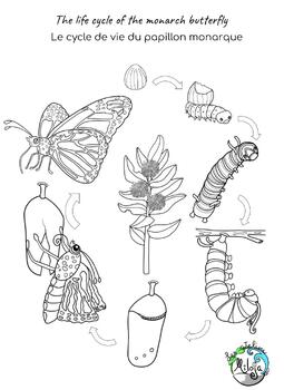 caterpillar life cycle coloring pages