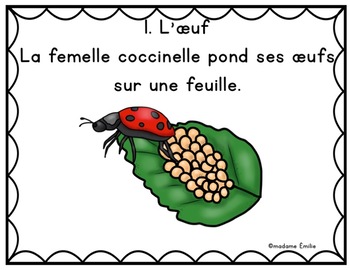 FRENCH LadyBug life cycle Le cycle de vie de la coccinelle TPT