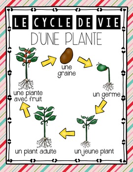 French Plants Unit Grade 3 Science Les Plantes Croissance Et Changements