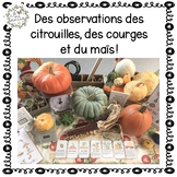 FRENCH Pumpkin, Gourd and Harvest Corn Explorations