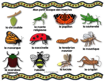 insectes vocabulaire mots cursif