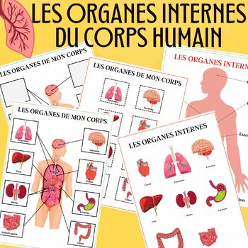 FRENSH, les organes internes du corps humain, The Human Body, Organs