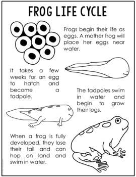 FROG Life Cycle Poster | Science Bulletin Board | Amphibian Worksheet